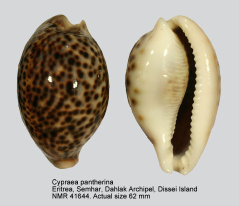 Cypraea pantherina.jpg - Cypraea pantherinaLightfoot,1786